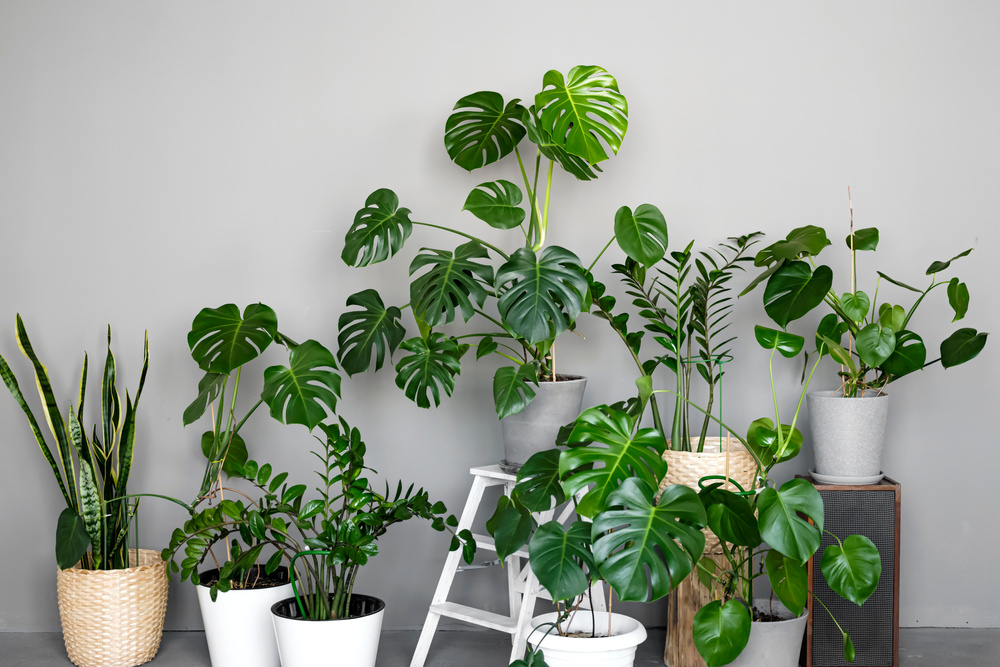 Various Indoor Plants at Home