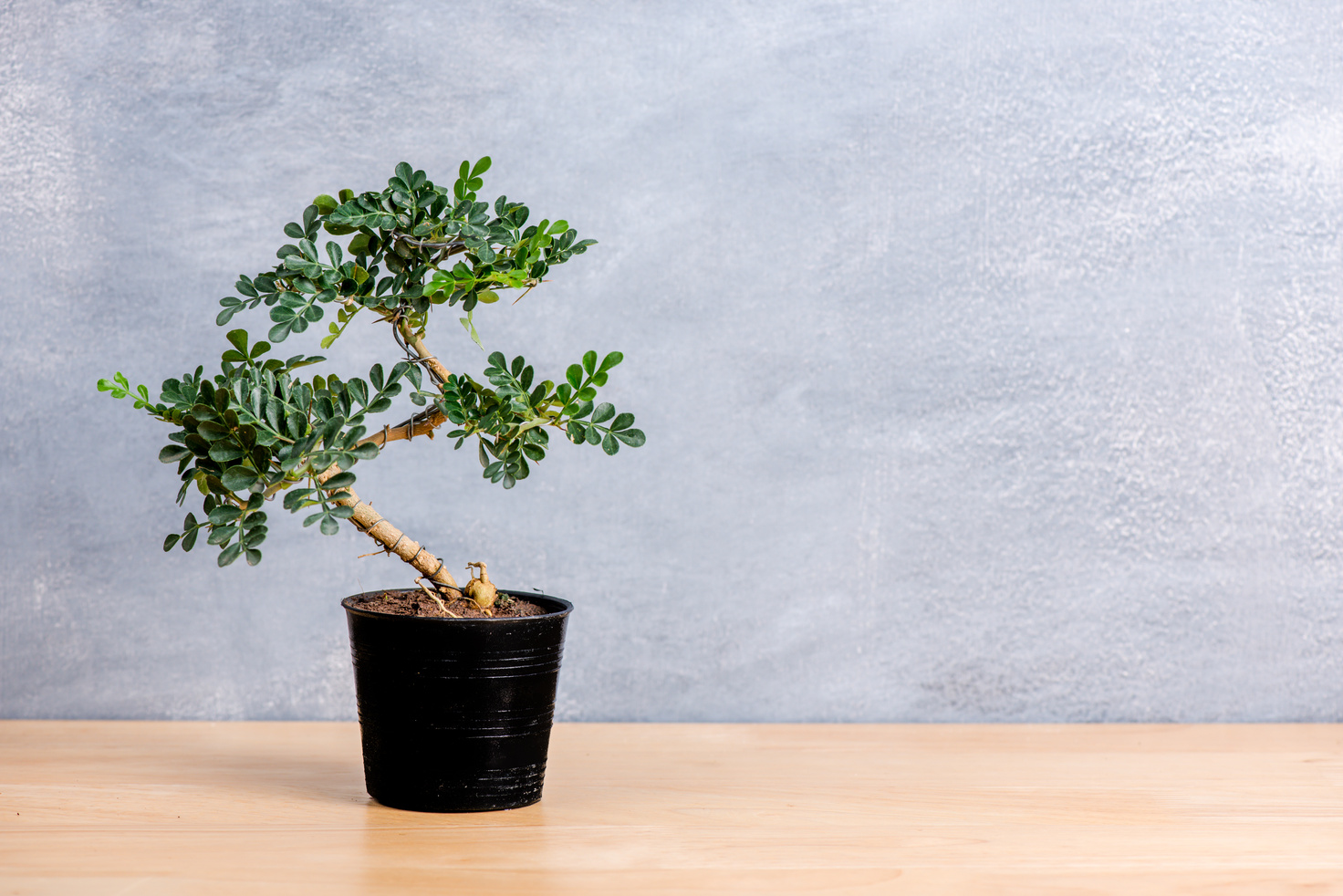 small tree