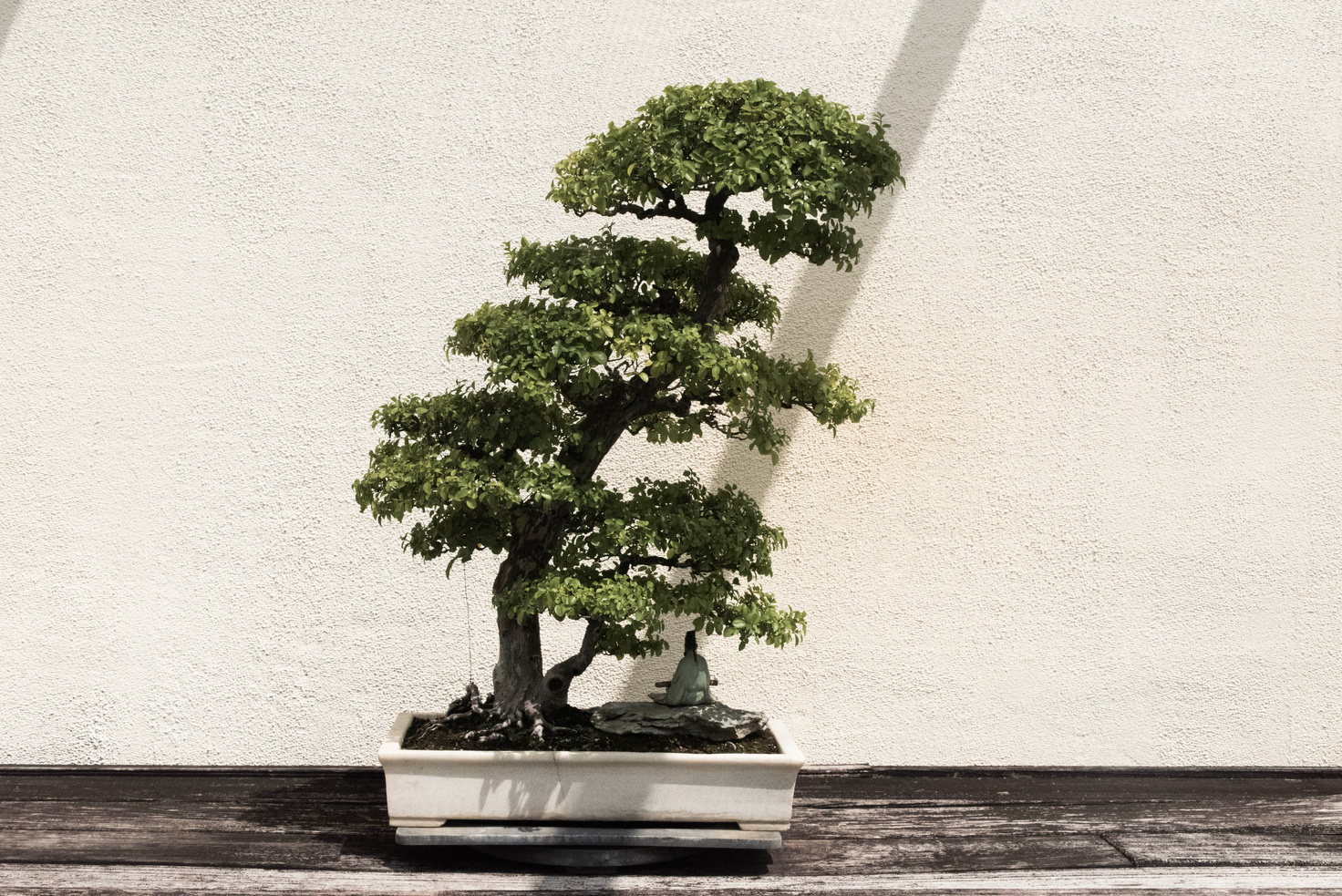 Green Bonsai Tree in White Pot